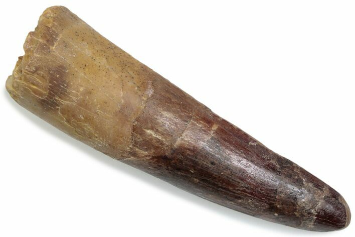 Fossil Spinosaurus Tooth - Real Dinosaur Tooth #376369